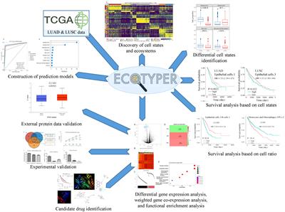 In-depth analysis of immune cell landscapes reveals differences between lung adenocarcinoma and lung squamous cell carcinoma